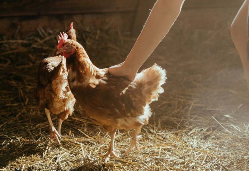 Tierische Redensart ein Hühnchen zu rupfen