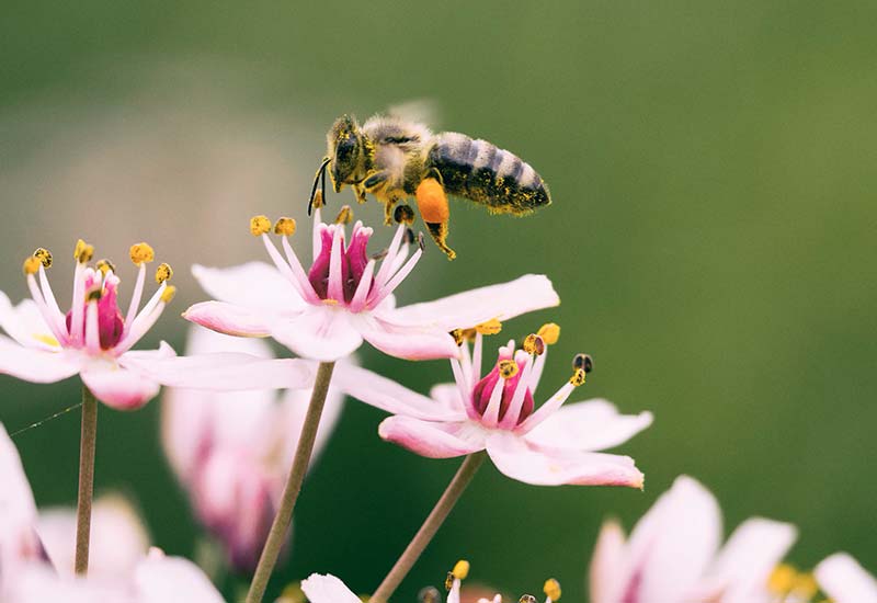 Nachhaltige Aktionstage für den Schutz von Bienen