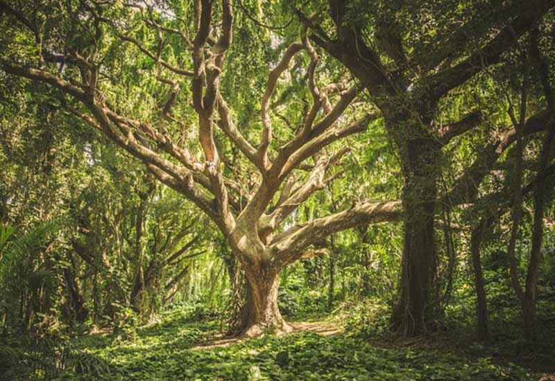 A tree in the forest