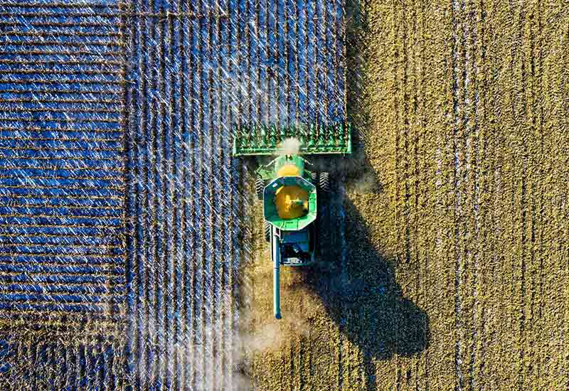 Corn cultivation for the production of renewable energy