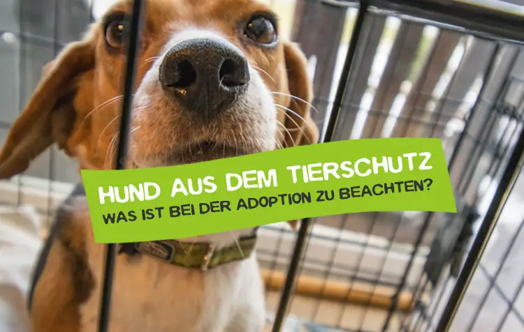 Hund aus dem Tierschutz adoptieren - Tipps und Erfahrungen