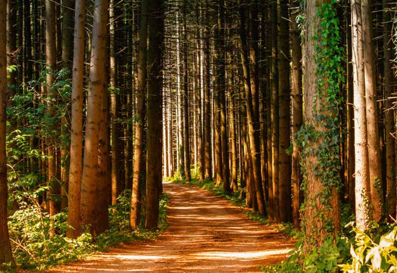 Wie funktioniert das Waldbaden?