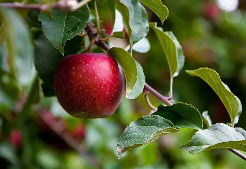 Saftiger Apfel – Ein Vorteil regionalen und saisonalen Einkaufens