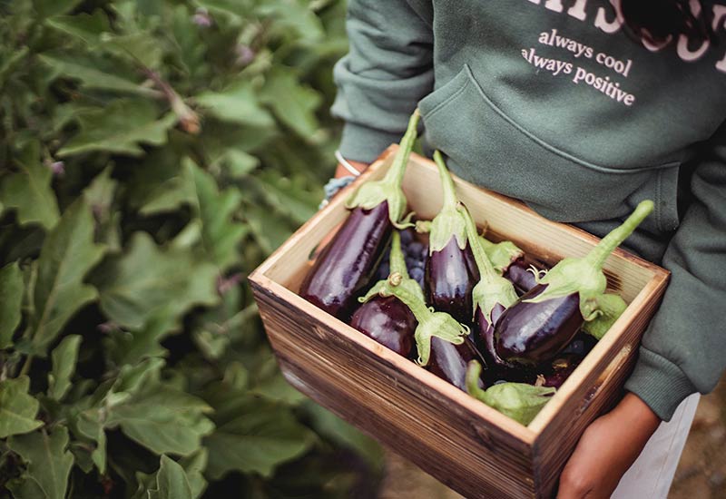 Eggplants in a wooden box