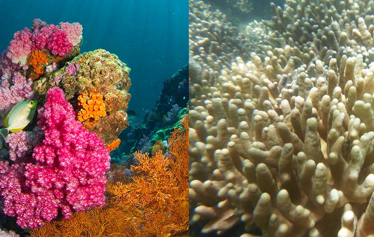 Coral bleaching and die-back - What is that?