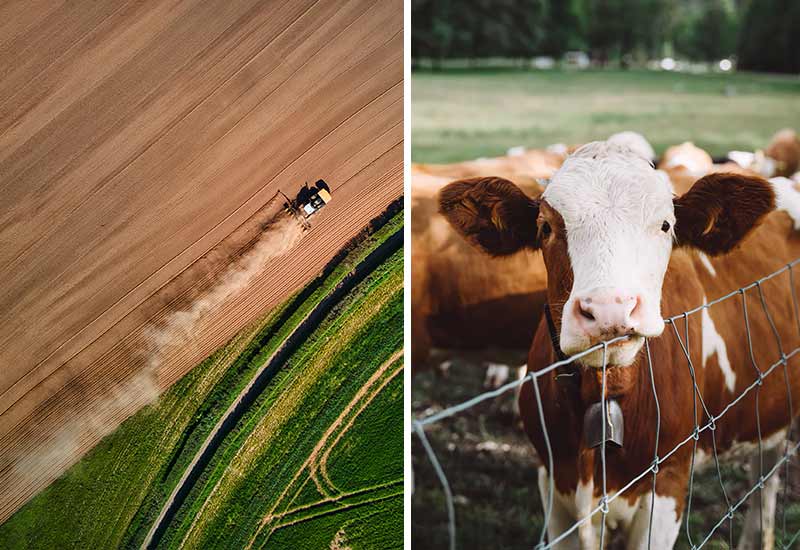 Landnutzung für tierische Produkte wie Fleisch ist hoch