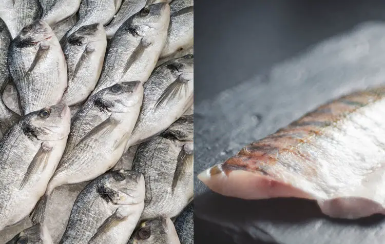 Is fish meat? A clear answer - CareElite