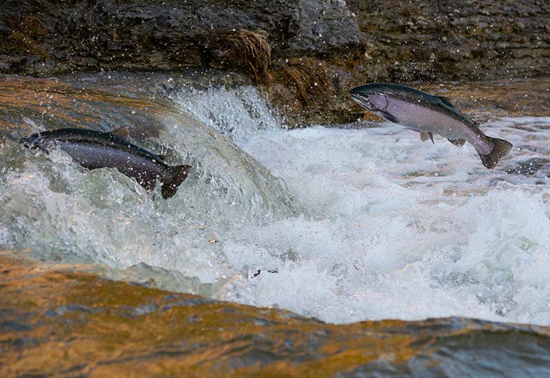 Springende Lachse - Ist Fisch Fleisch?