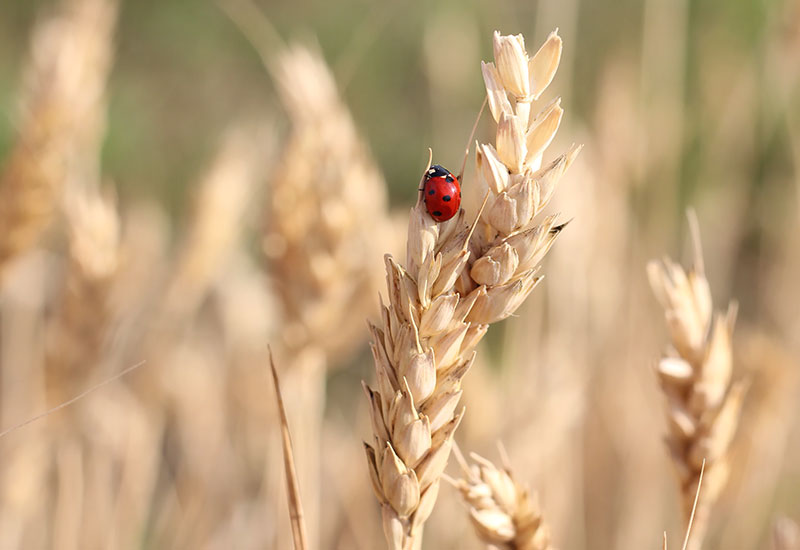 Ein Marienkäfer im Kornfeld