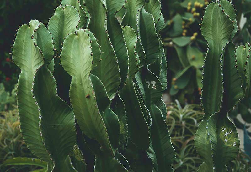 Is carmine vegan? Cochineal scale lice linger on cacti