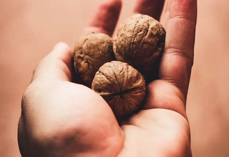 Omega 6 fatty acids in walnuts