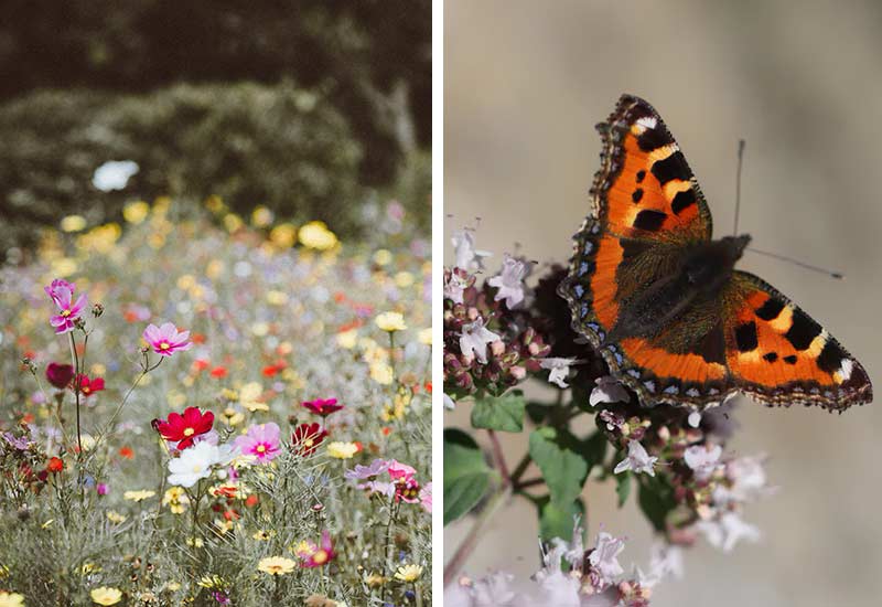 Wild corners in the garden to protect insects