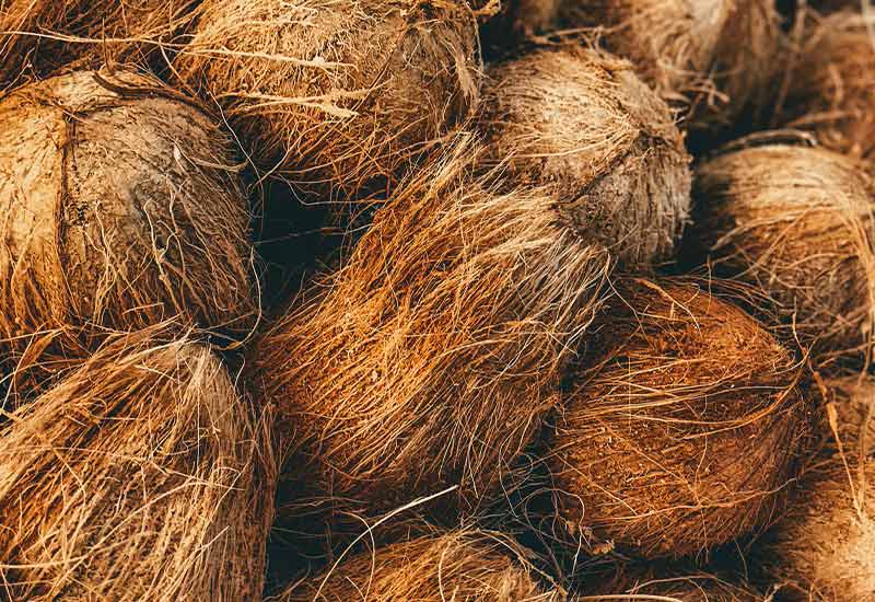 The fibers of coconut as a substitute for peat