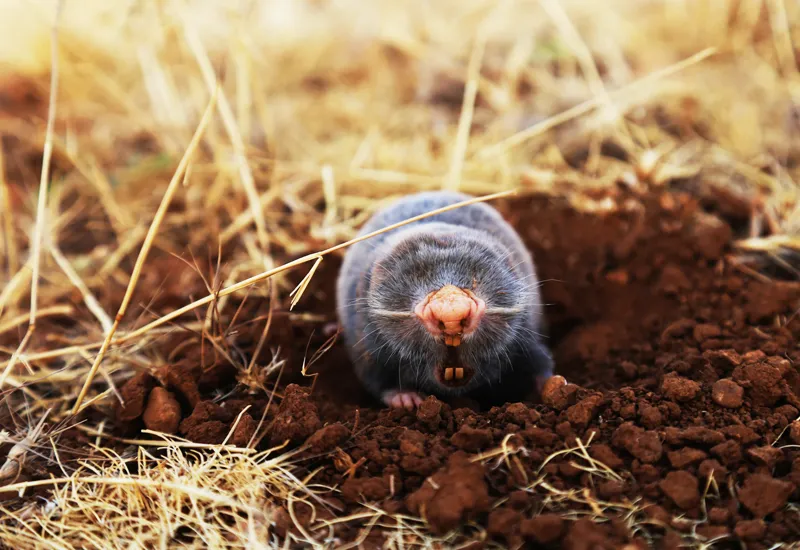 Mole as a pest controller in the sustainable garden