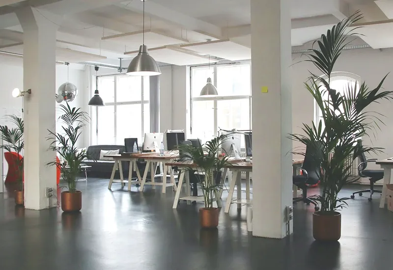 Plants are an asset to any office