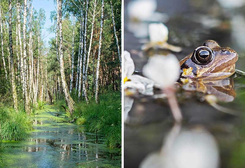 Peat extraction causes ecological consequences