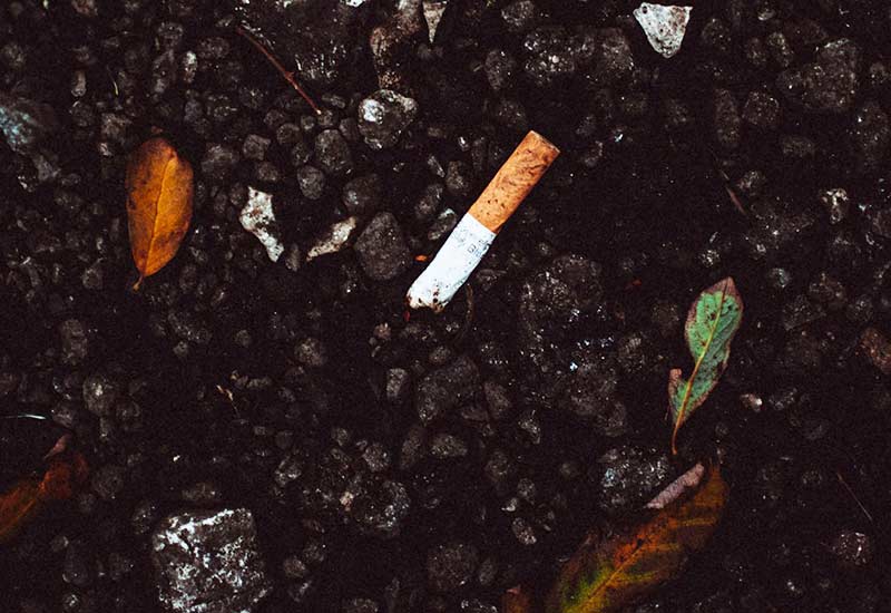 Cigarette butts are toxic for dogs