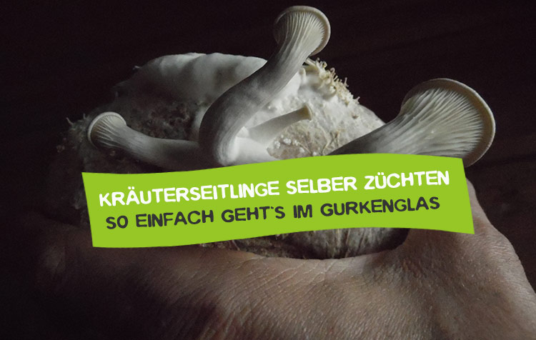 Kräuterseitlinge selber züchten - So geht's!