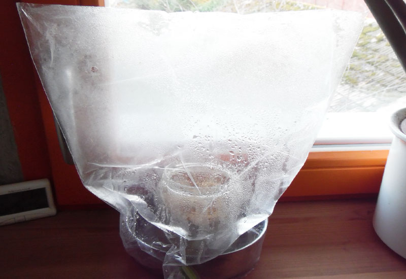 Grow herb mushrooms yourself under bag