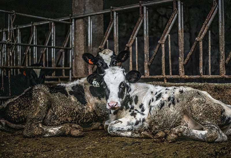 Artgerechte Haltung als beschönigender Begriff