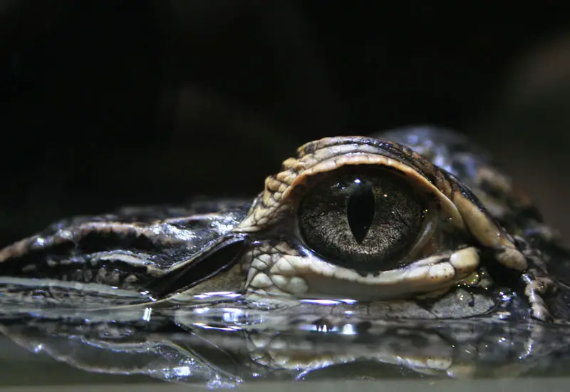 Auge eines Krokodils - Weinen Tiere?