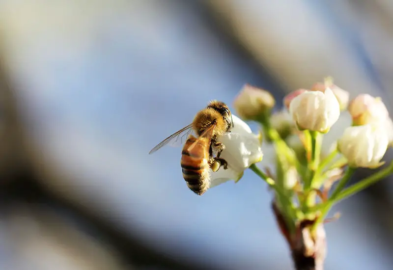 A bee pollinates a plant