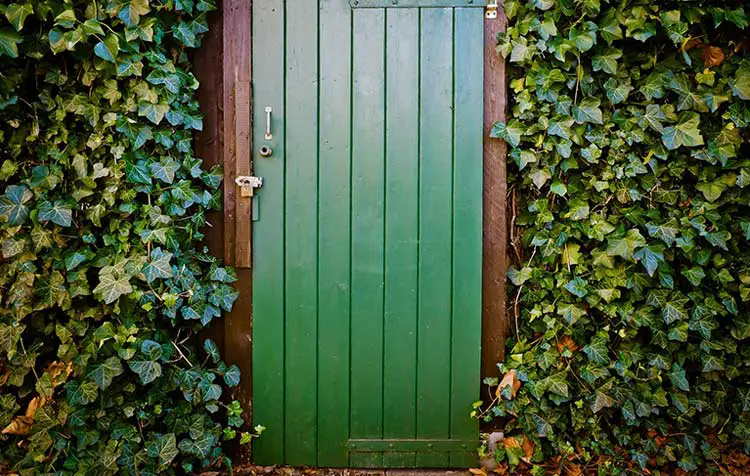 How to leave the garden shed overgrown with climbing plants