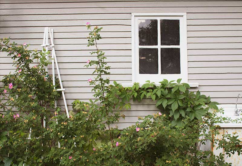 Rankpflanzen an einer Gartenhütte