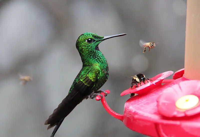 Pollination of plants by animals
