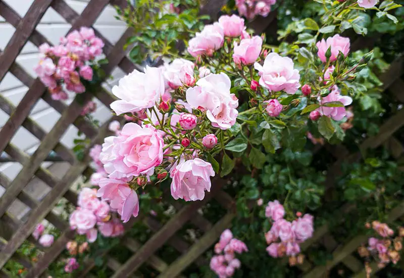Climbing roses for the garden shed