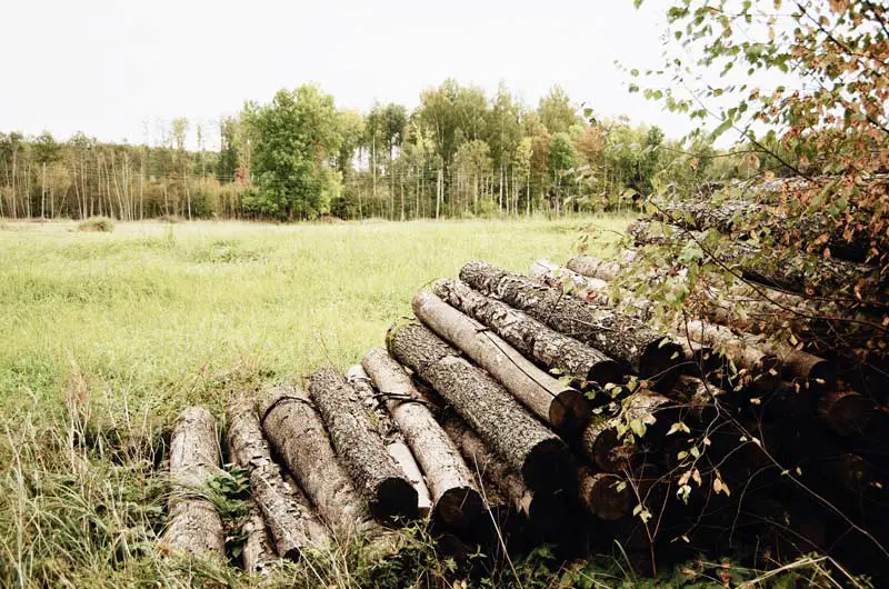 Forstwirtschaft – der Ursprung nachhaltigen Handelns