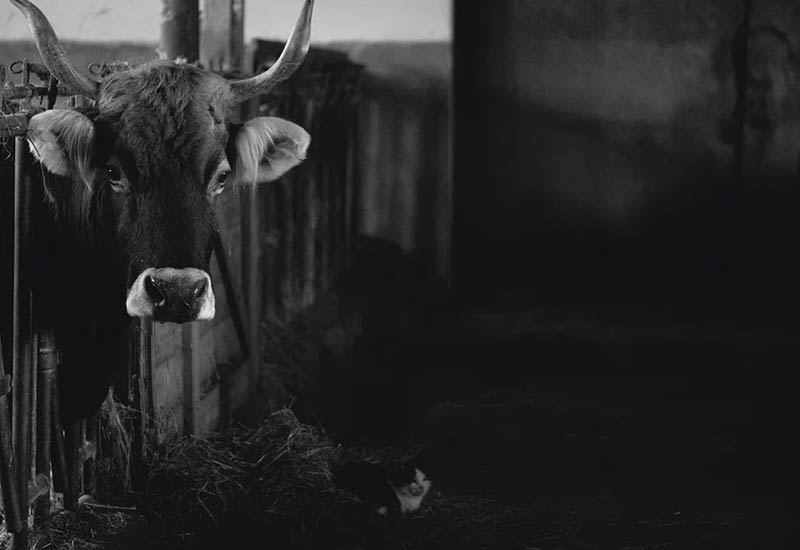 Livestock - A euphemism from animal husbandry