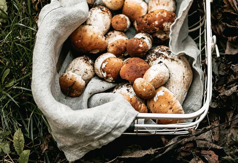 Slow Food als nachhaltiger Ernährungstrend