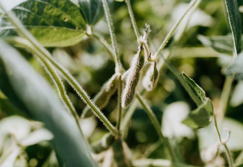 Soy prejudice - A soybean in the field