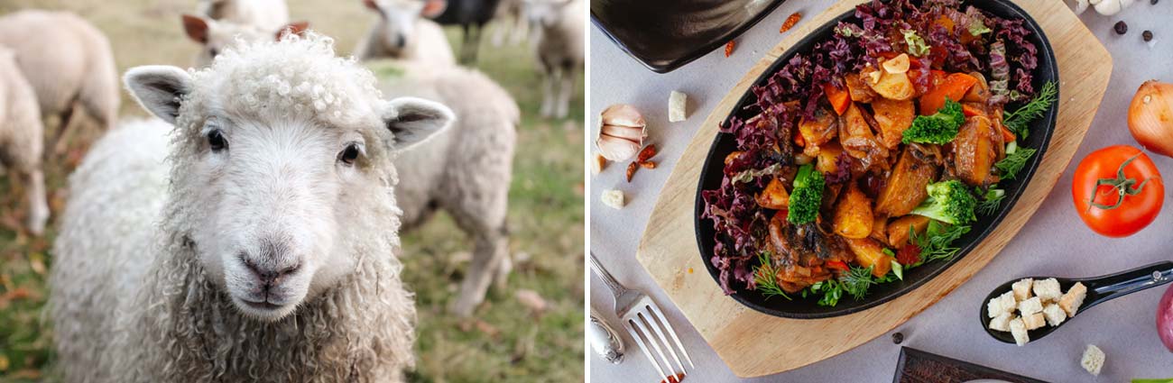 Häufige Fragen vegan leben