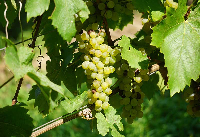 Gartenhaus bewachsen lassen mit Weinreben