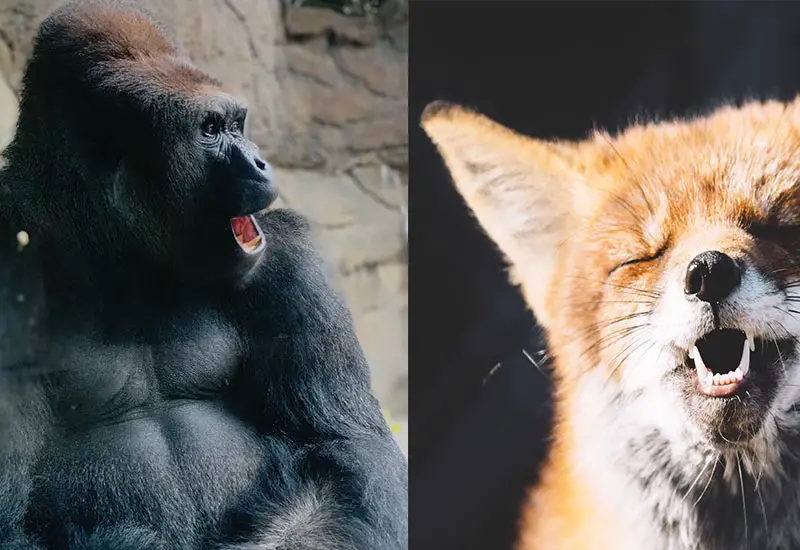 What animals can laugh? Gorilla and fox