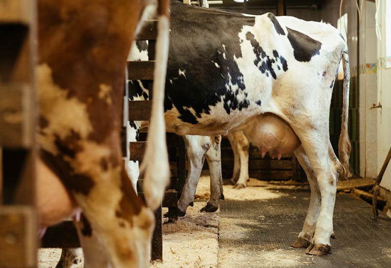 Cow with plump udder