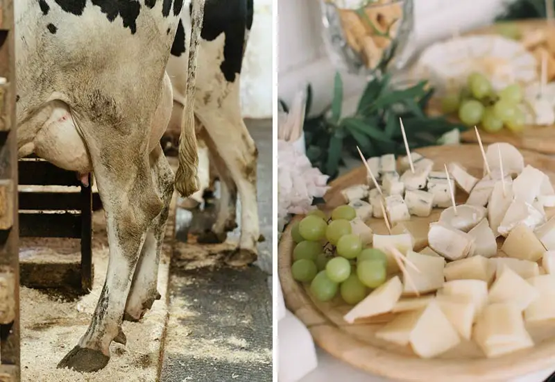Käse wird aus tierischer Milch hergestellt