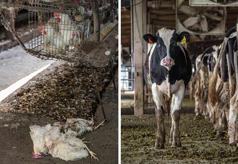 Die Erzeugung tierischer Lebensmittel wird staatlich gefördert