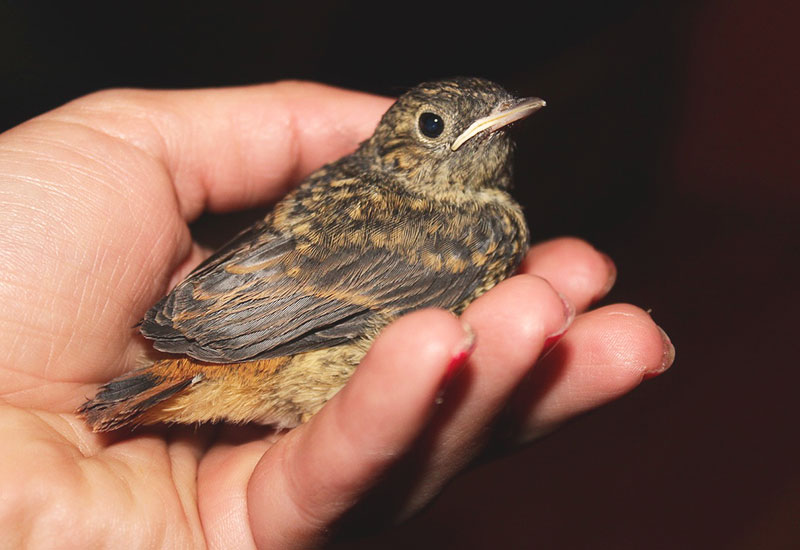 Verletzten Vogel gefunden? Einfangen und heilen