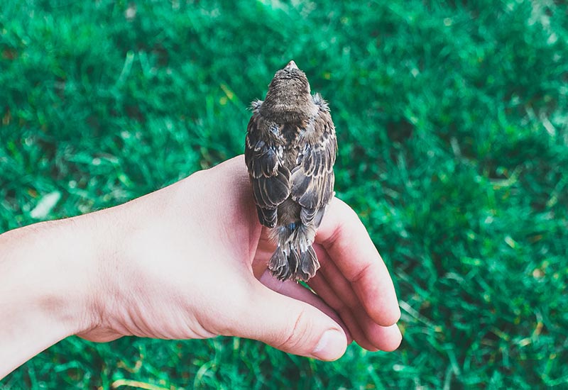 Nach der Heilung verletzten Vogel wieder freilassen