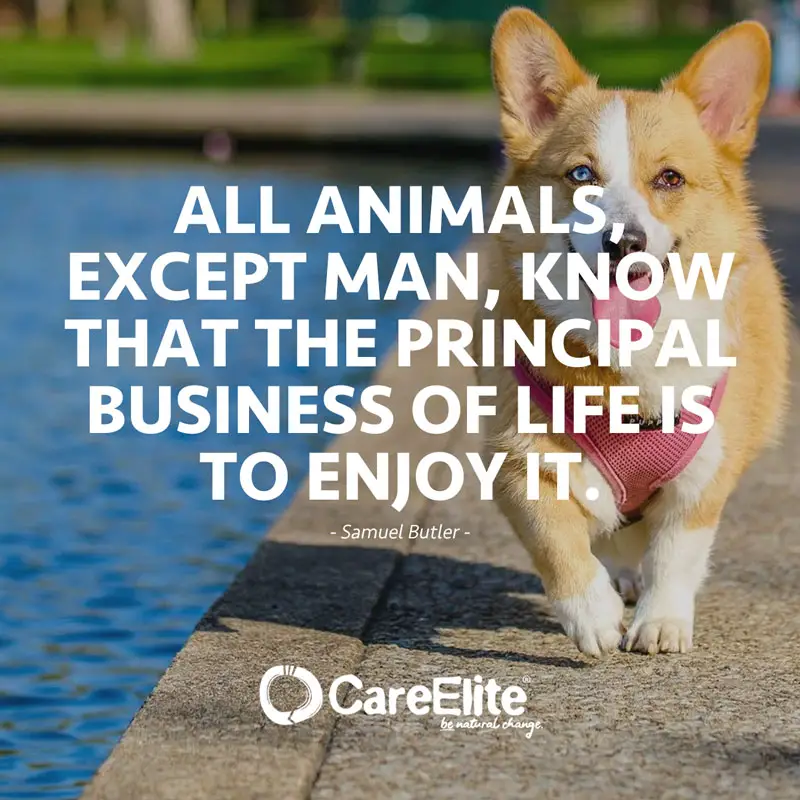 "All animals, except man, know that the principal business of life is to enjoy it." (Quote by Samuel Butler)