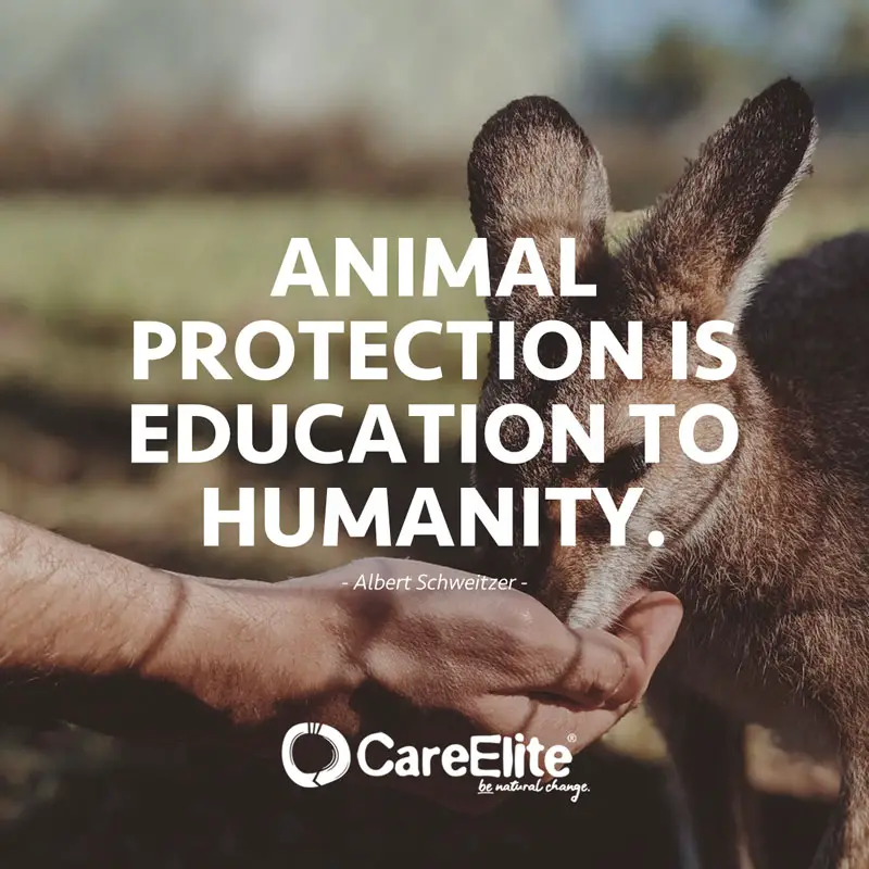 "Animal protection is education to humanity." (Quote by Albert Schweitzer)