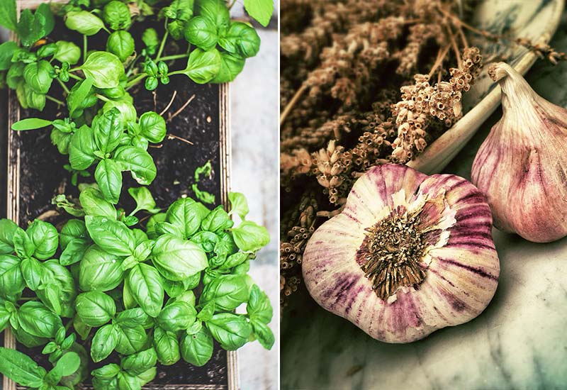 Basil and garlic to repel wasps