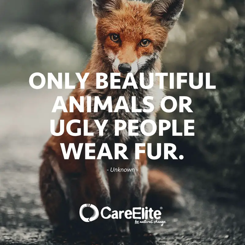 Only beautiful animals or ugly people wear fur." (Quote by Unknown)
