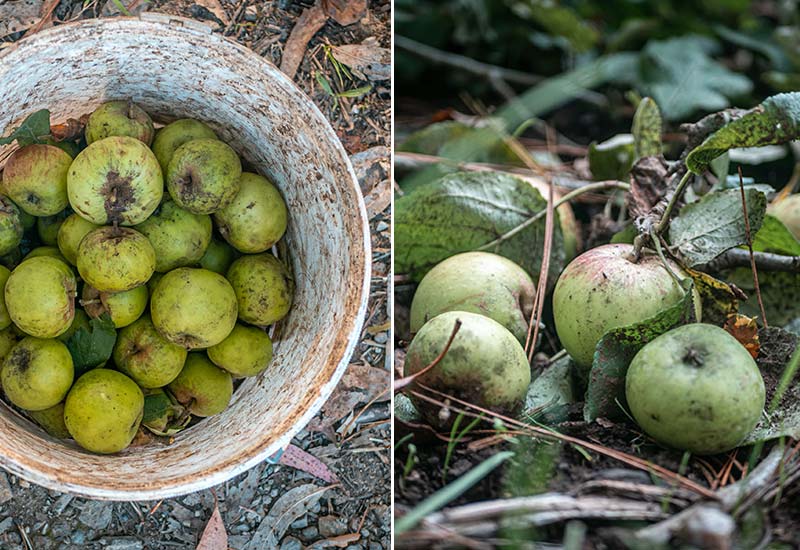 Keep wasps away by picking up fallen fruit