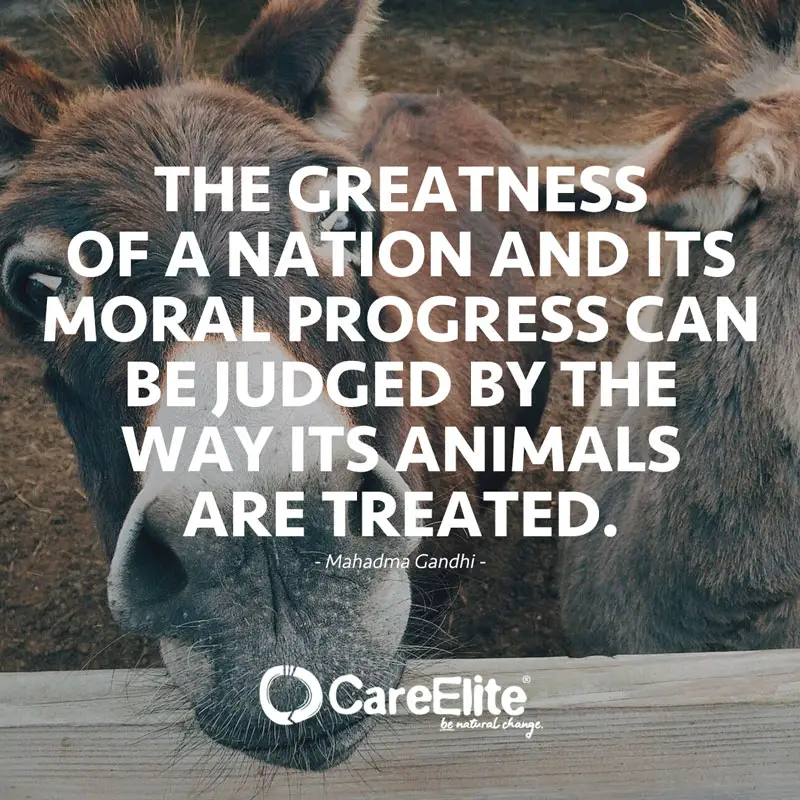 The greatness of a nation and its moral progress can be judged by the way its animals are treated." (Quote by Mahadma Gandhi)