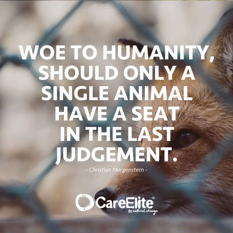 "Woe to humanity, should only a single animal have a seat in the Last Judgement." (Quote by Christian Morgenstern)