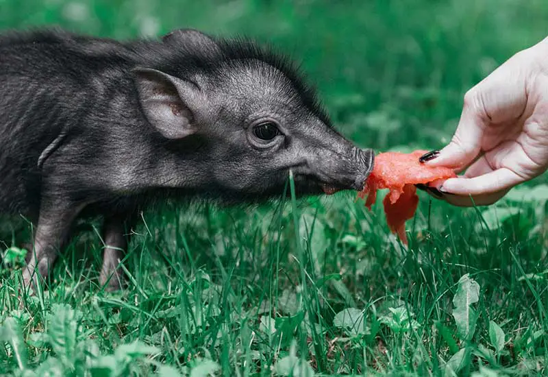 A little pig eats a piece of melon